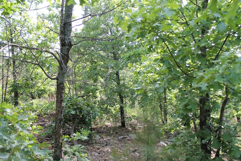 Indian Ridge – Phase II Tract 38 photo 4