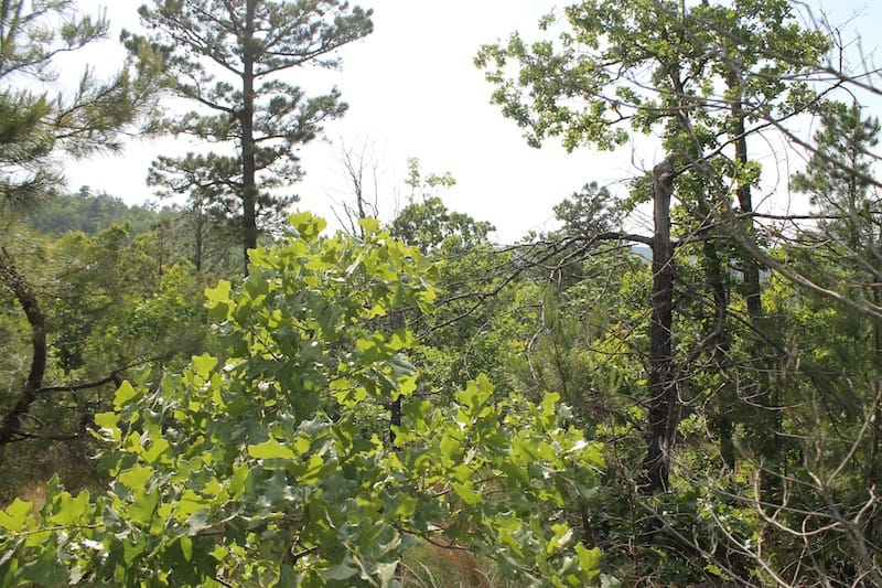 Indian Ridge – Phase II Tract 38 photo 8