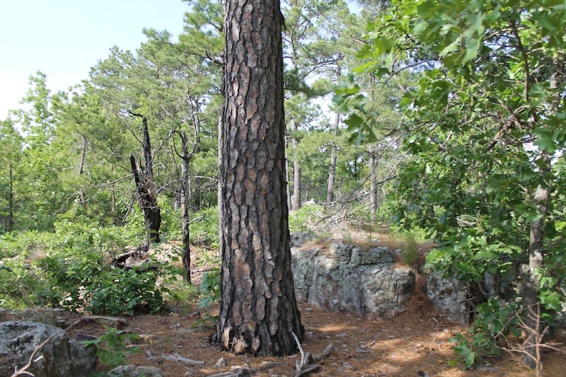 Indian Ridge – Phase II Tract 38 photo 11