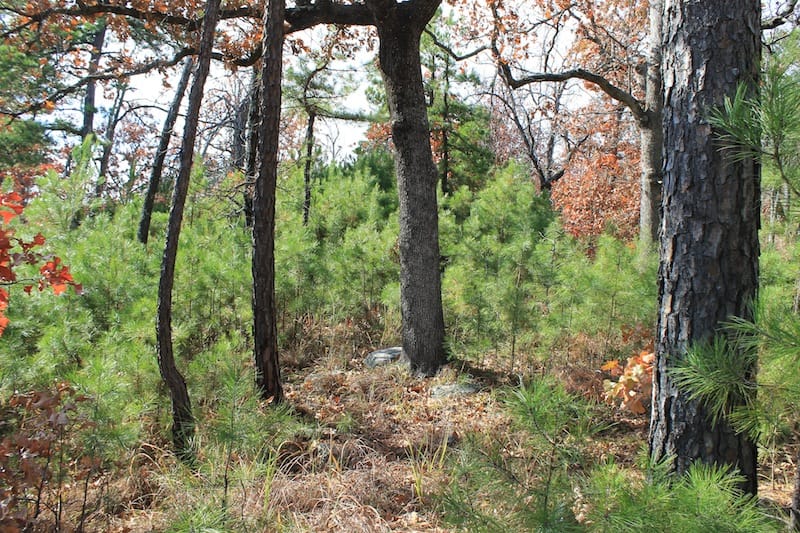 Indian Ridge – Phase I Tract 13 photo 2