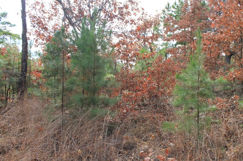 Indian Ridge – Phase I Tract 13 photo 6