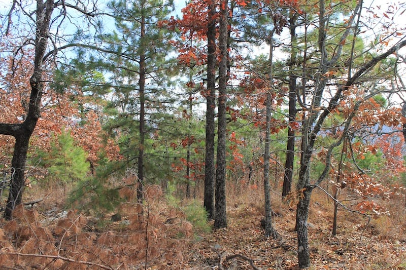 Indian Ridge – Phase I Tract 13 photo 10