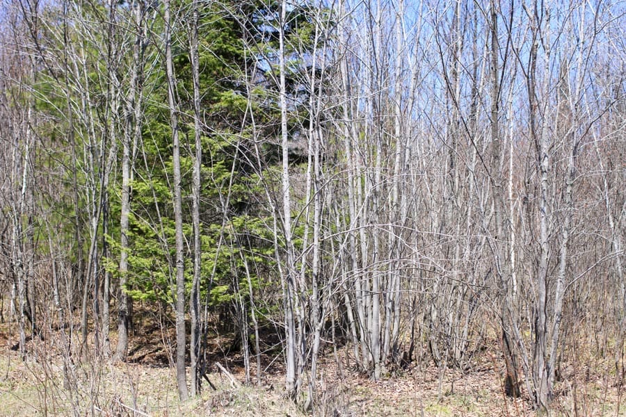 Abby Point Tract 12 photo 9