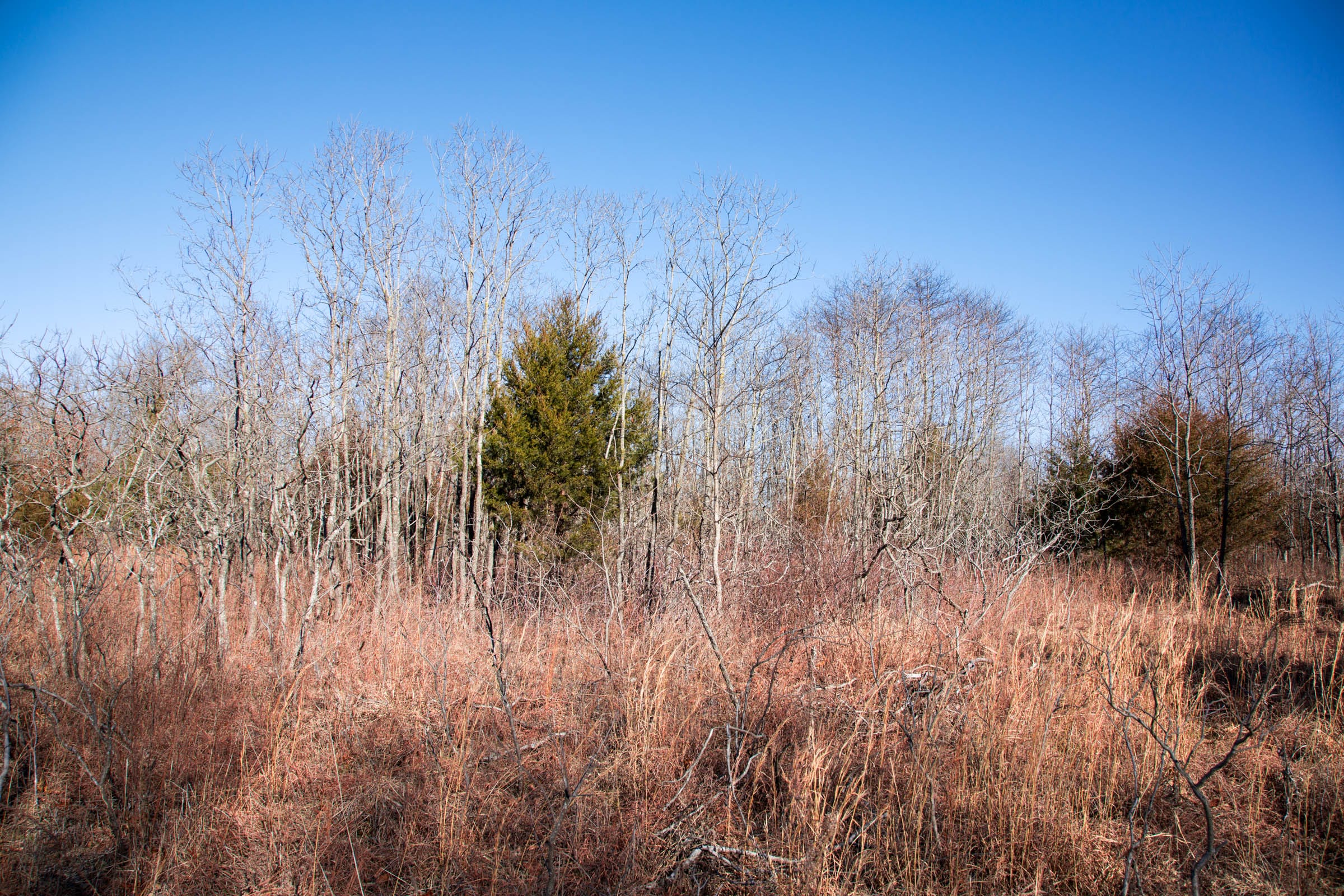 Buffalo Hills Tract 11 photo 7