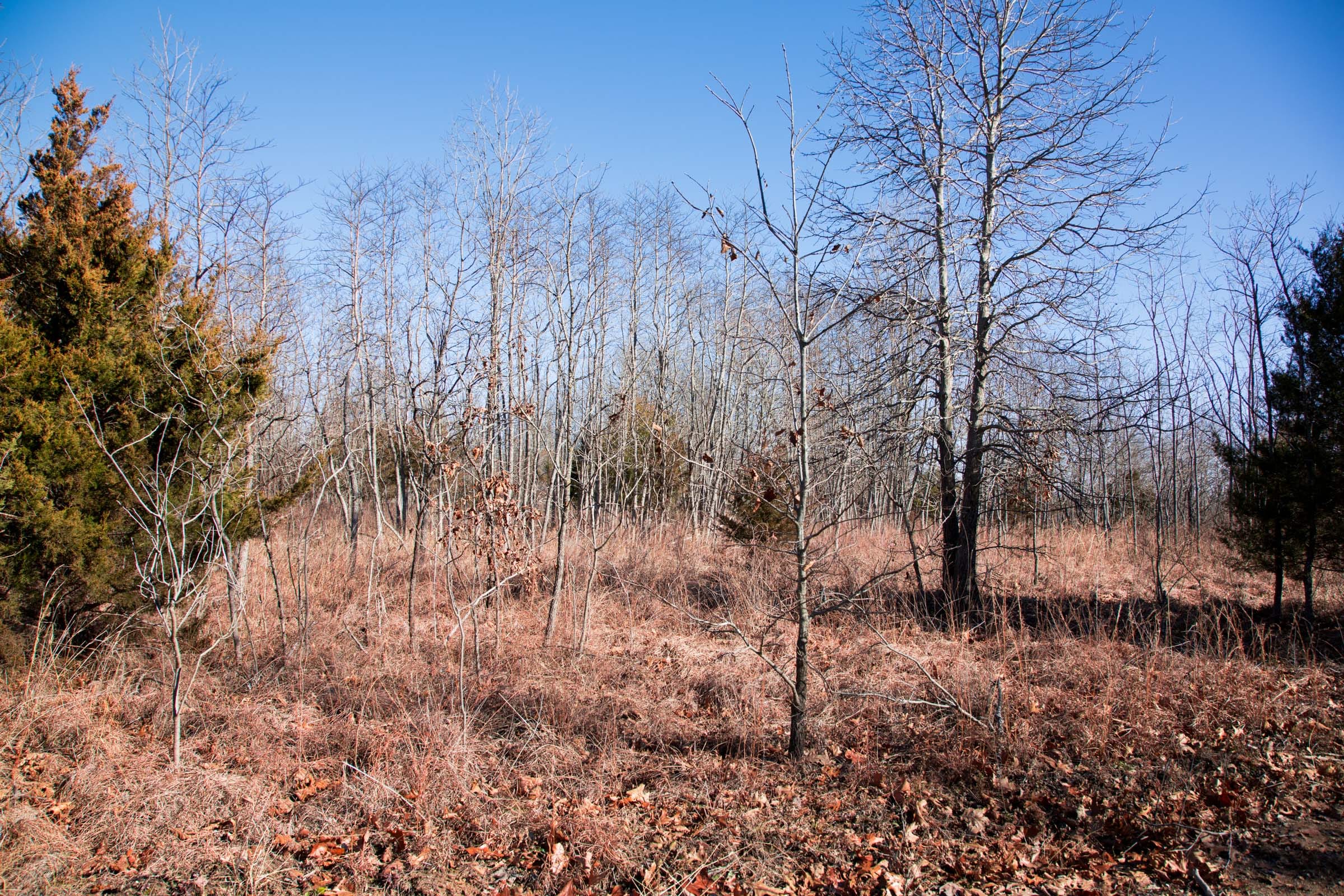 Buffalo Hills Tract 11 photo 8