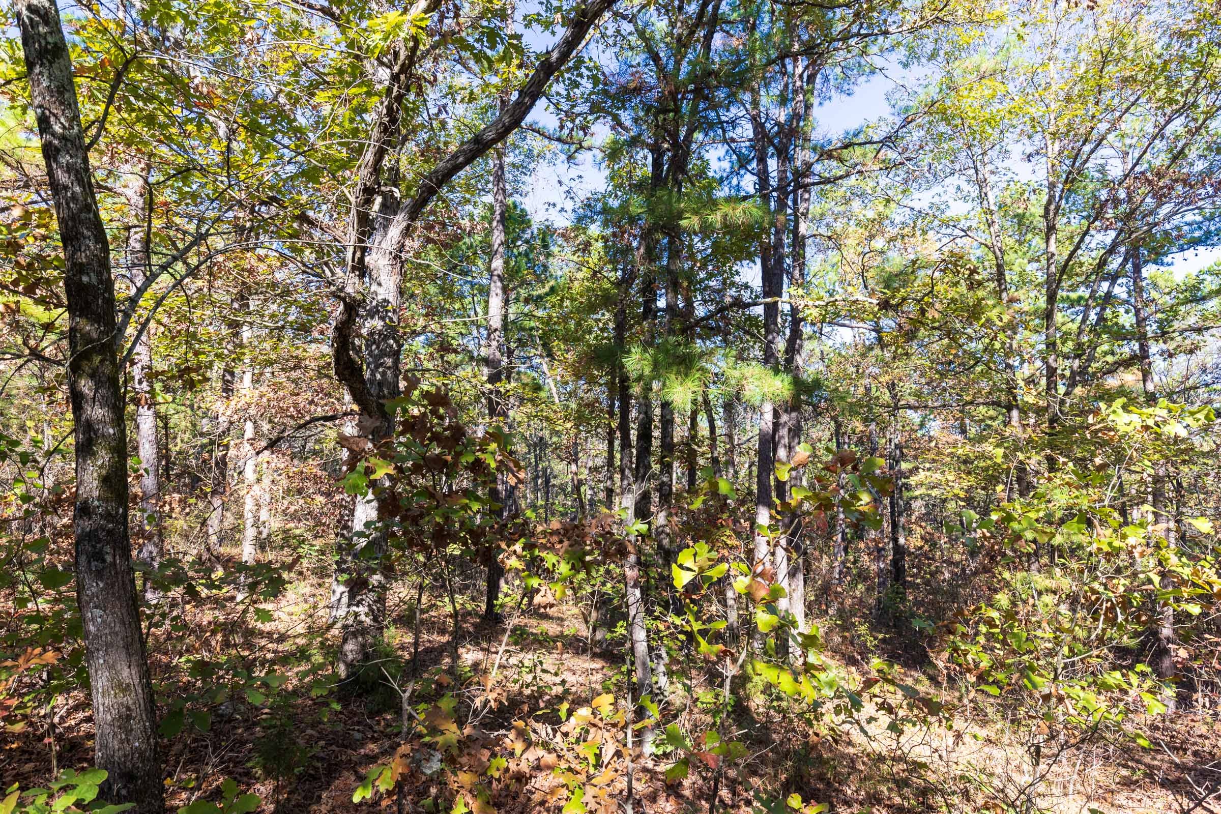Stone Bridge Reserve Tract 28 photo 5
