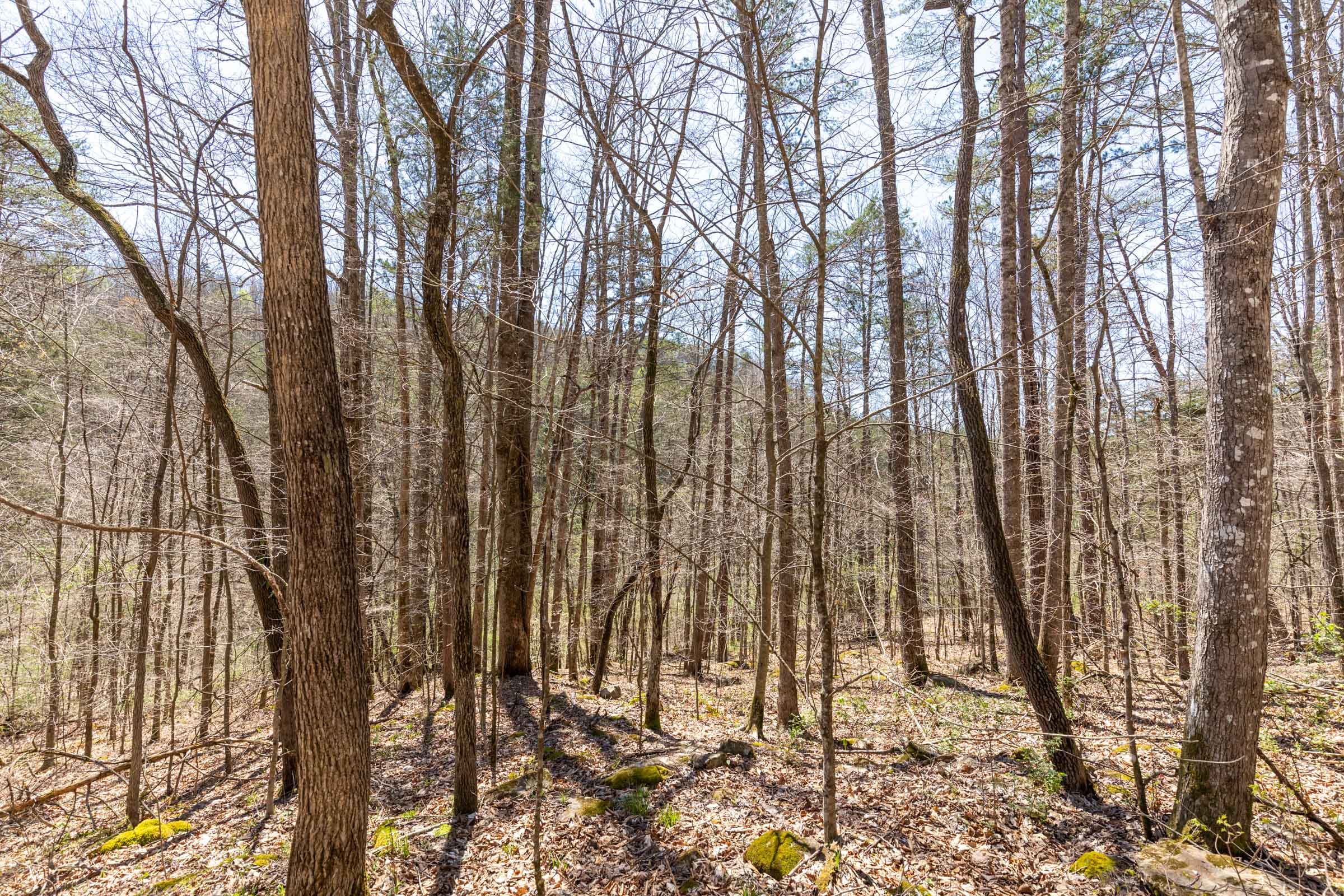 Woodland Heights Tract 12 photo 3