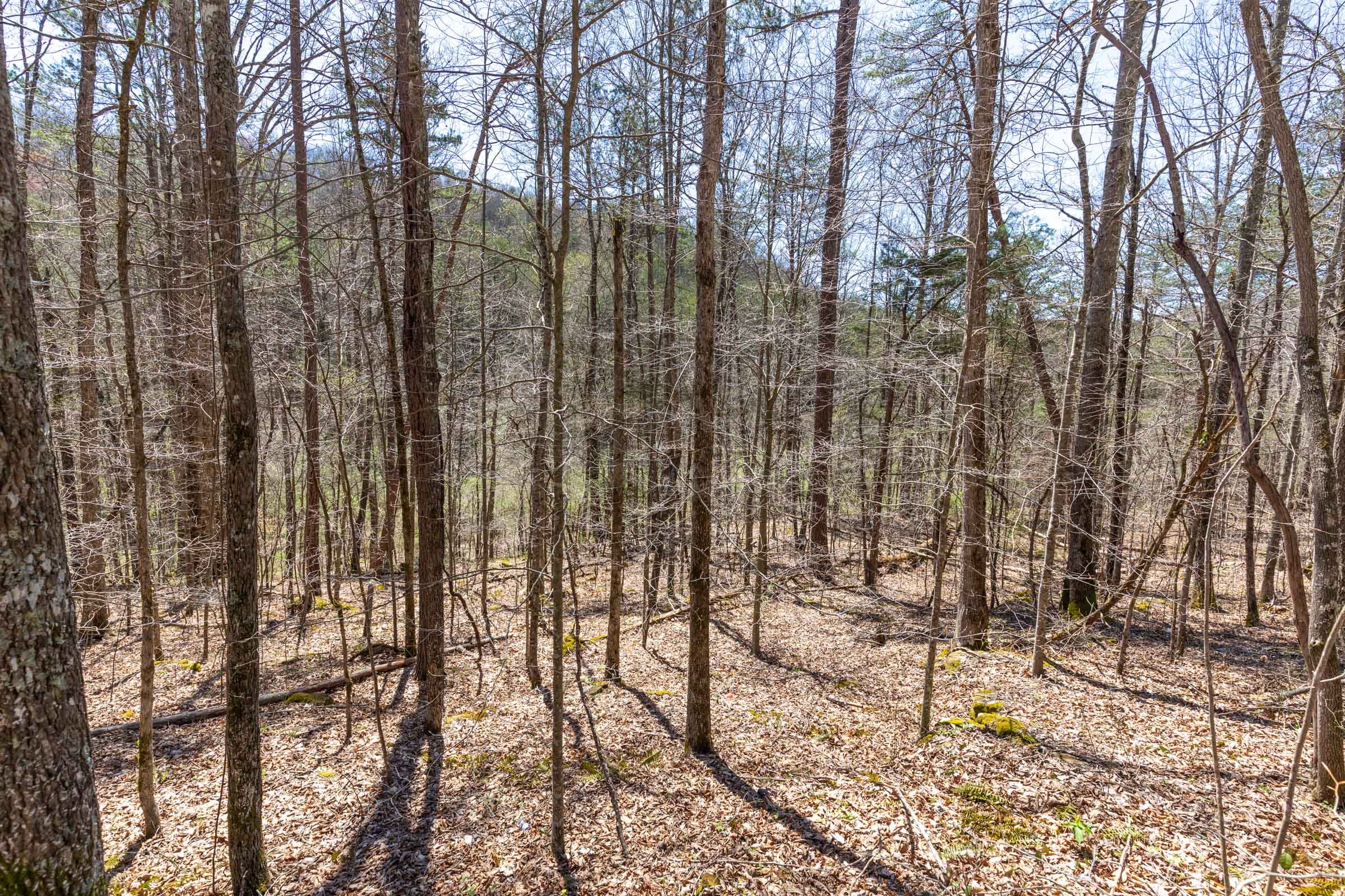 Woodland Heights Tract 12 photo 5
