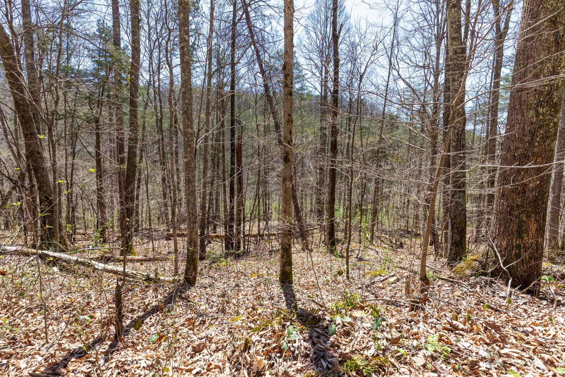 Woodland Heights Tract 12 photo 6