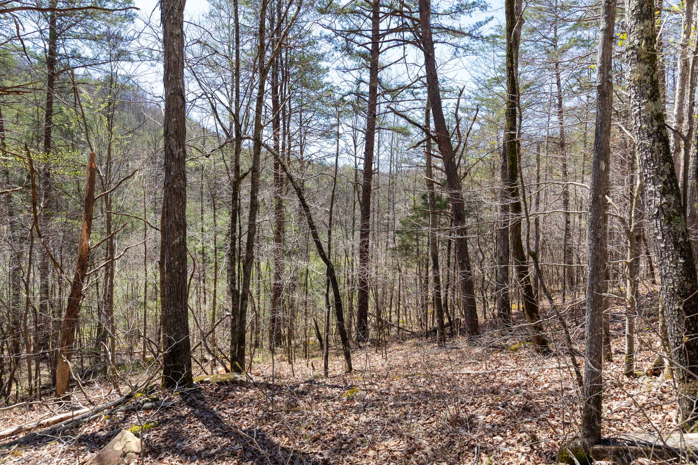Woodland Heights Tract 12 photo 9