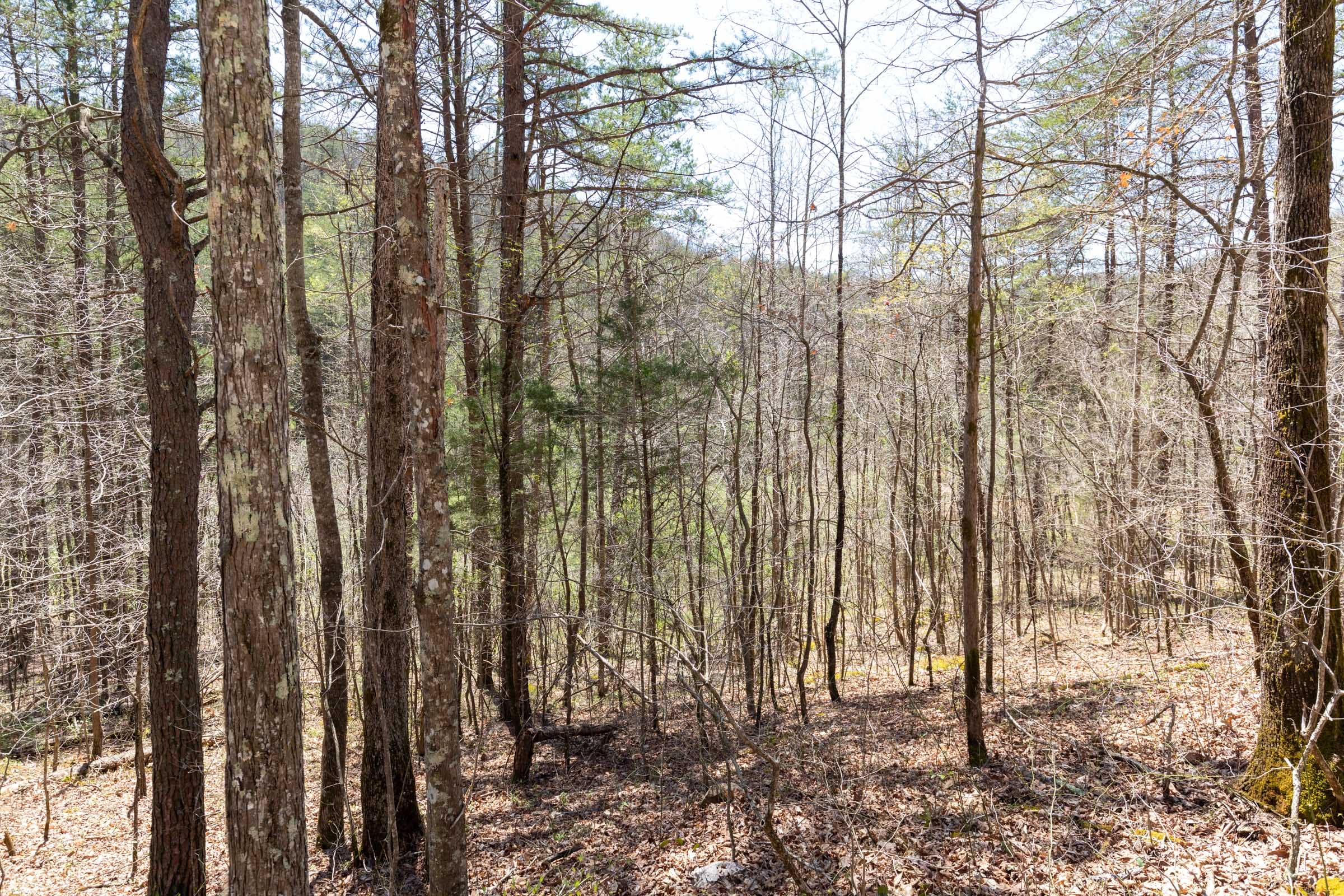 Woodland Heights Tract 12 photo 8