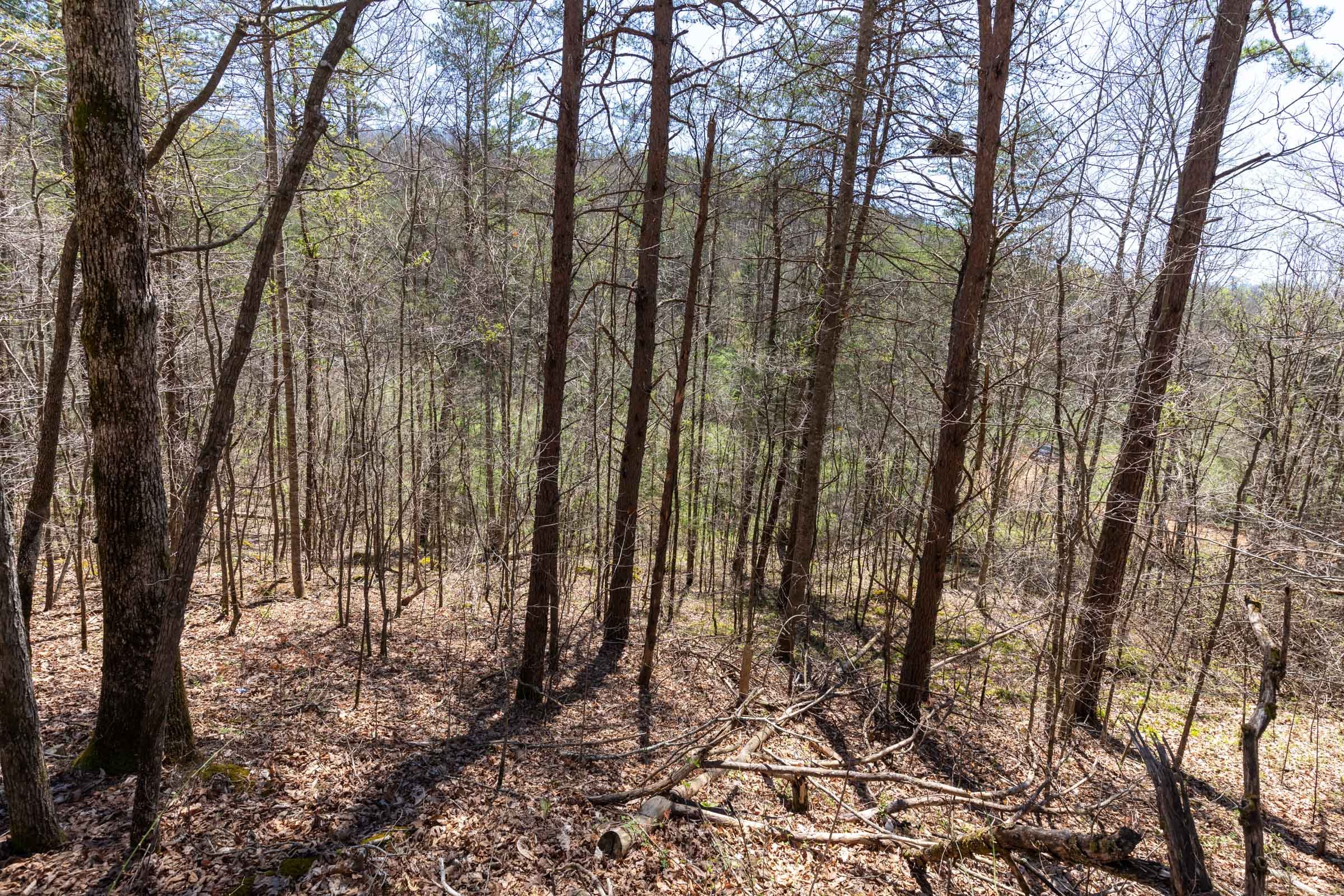 Woodland Heights Tract 12 photo 12