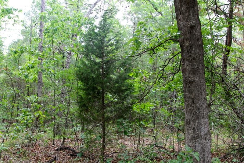Trophy Ridge Phase II Tract 77 photo 4