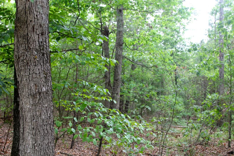 Trophy Ridge Phase II Tract 77 photo 5