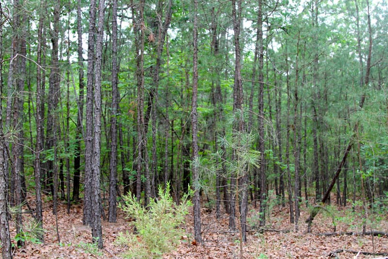 Trophy Ridge Phase II Tract 77 photo 1