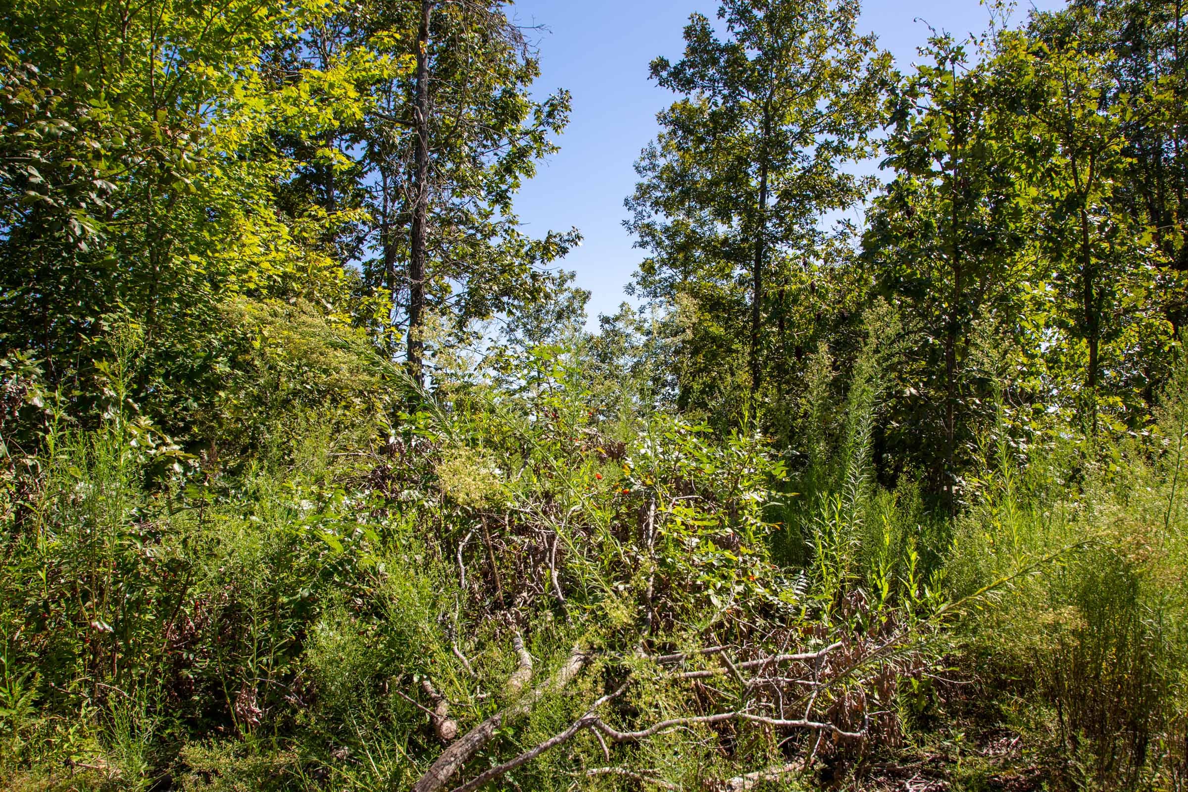 Borgmann’s Hollow Phase II Tract 57 photo 2