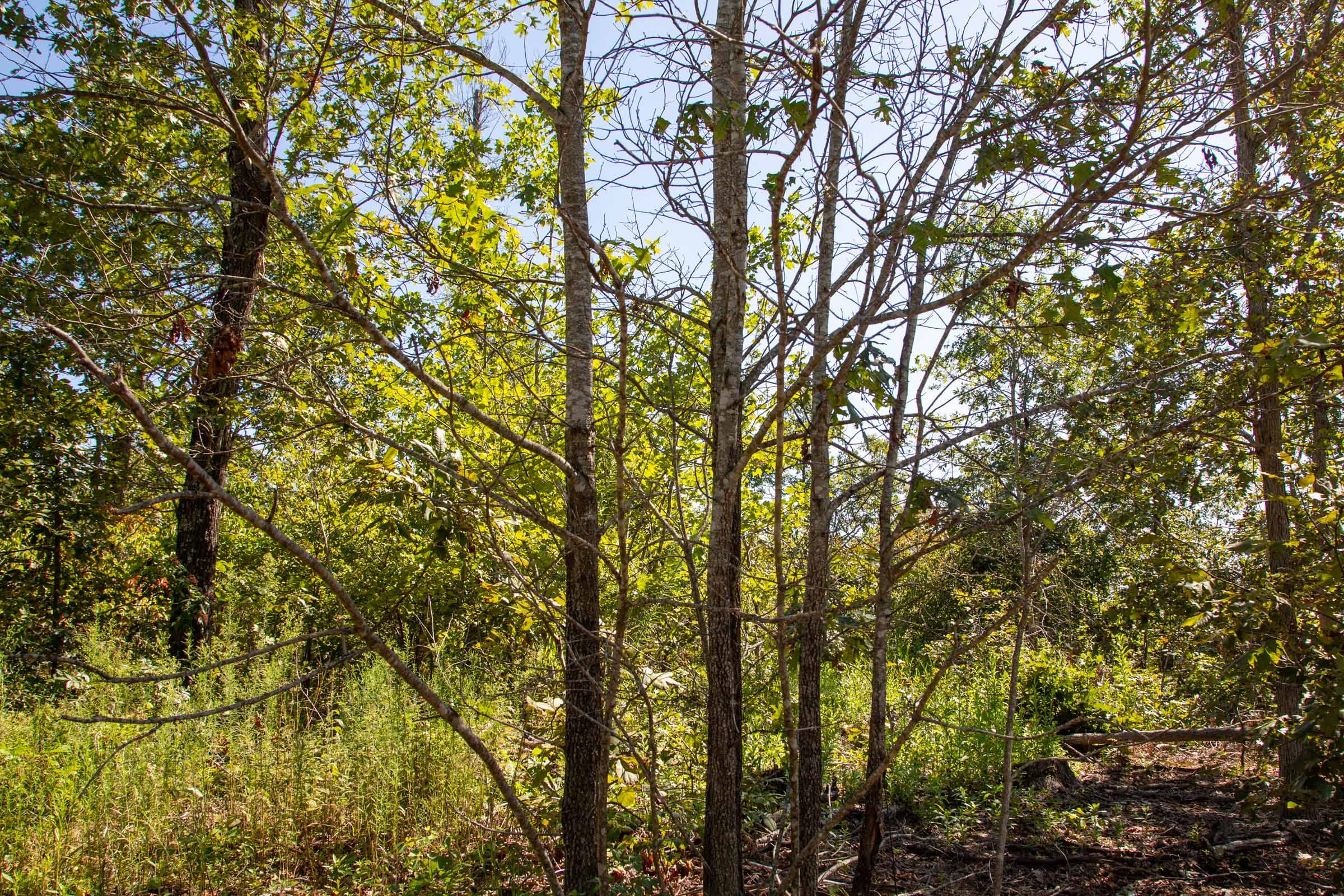 Borgmann’s Hollow Phase II Tract 57 photo 3