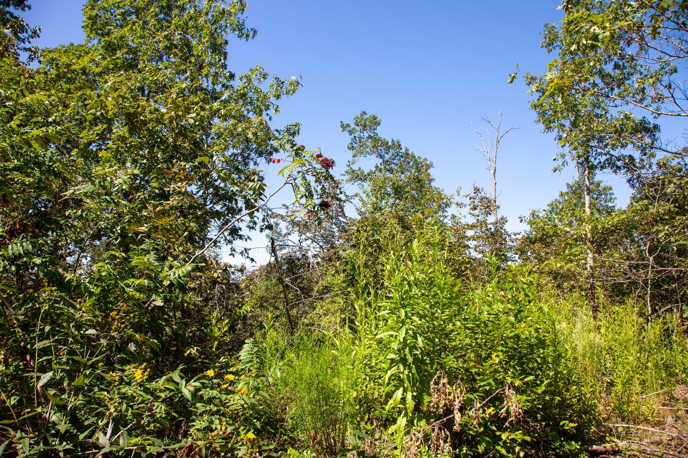 Borgmann’s Hollow Phase II Tract 57 photo 4
