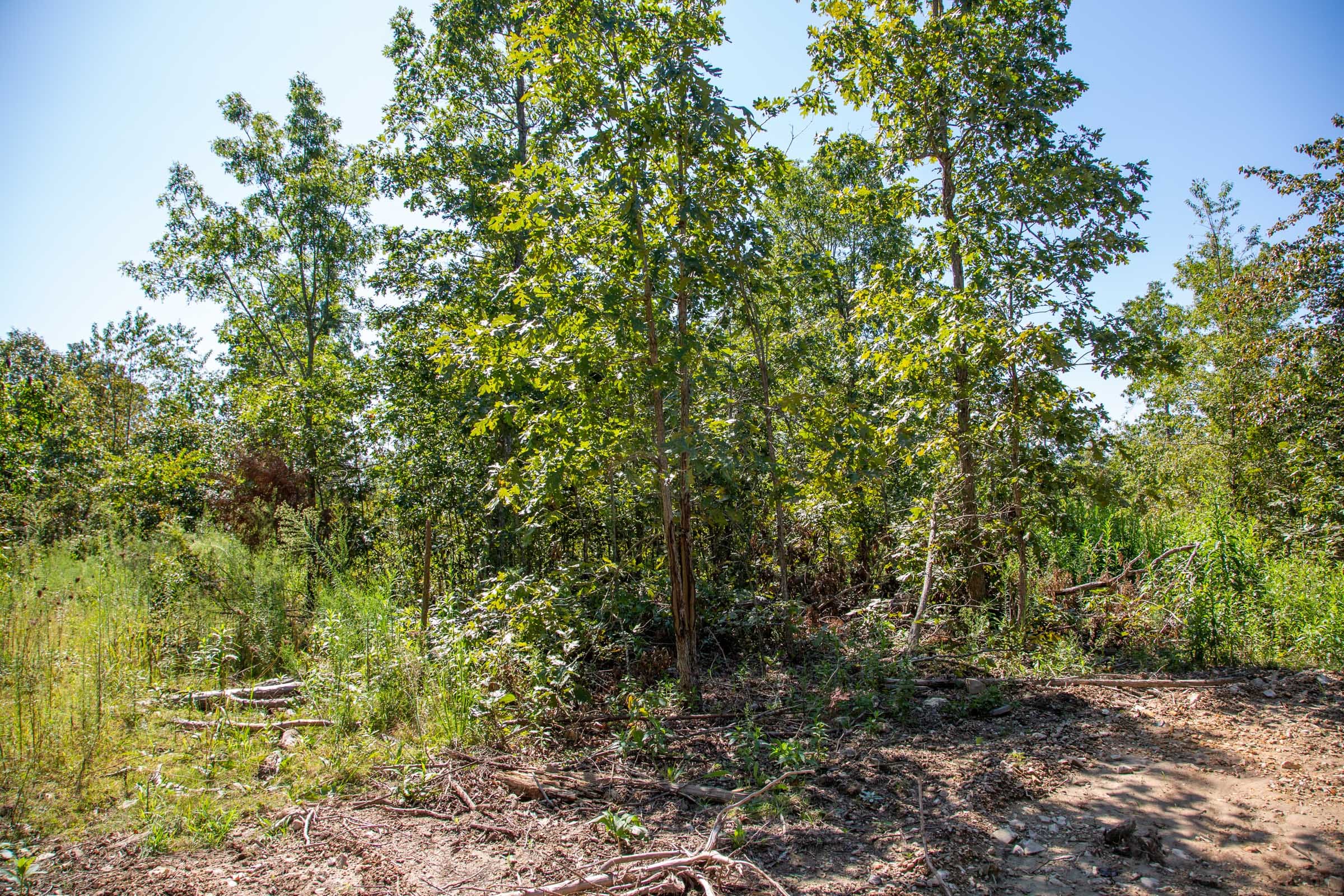 Borgmann’s Hollow Phase II Tract 57 photo 6