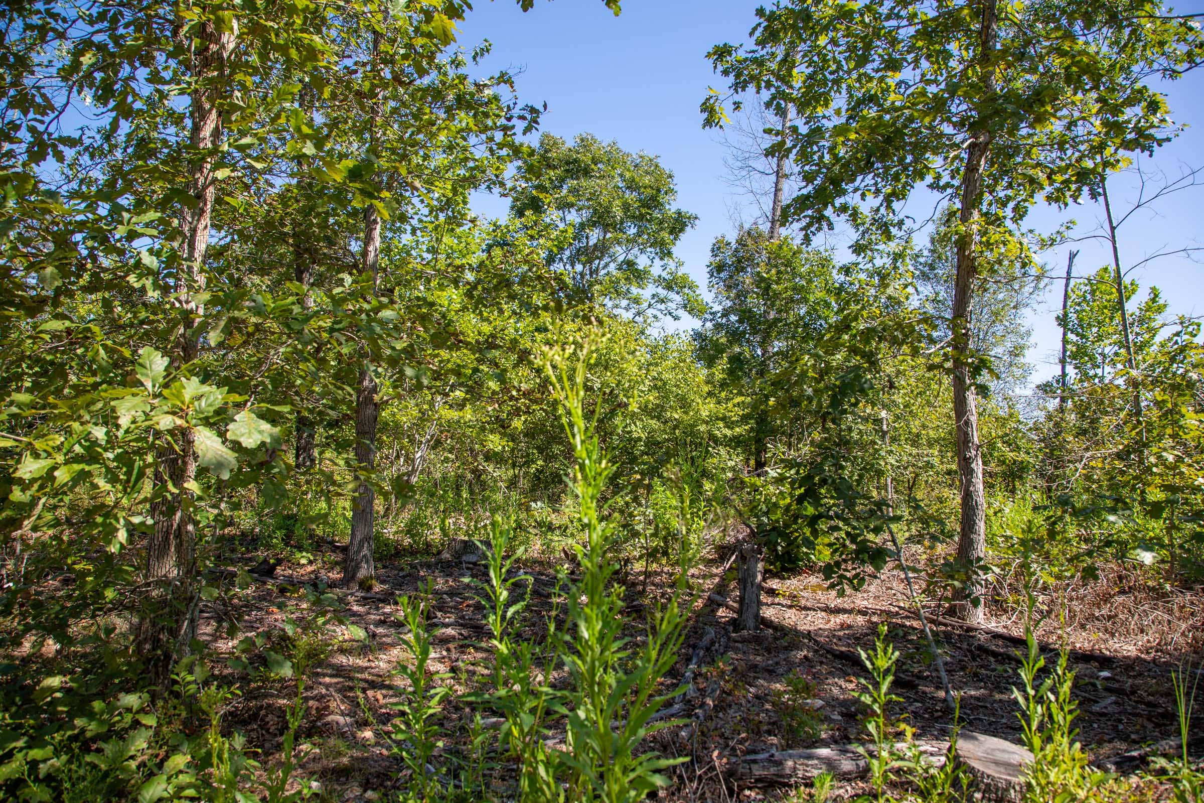 Borgmann’s Hollow Phase II Tract 57 photo 10