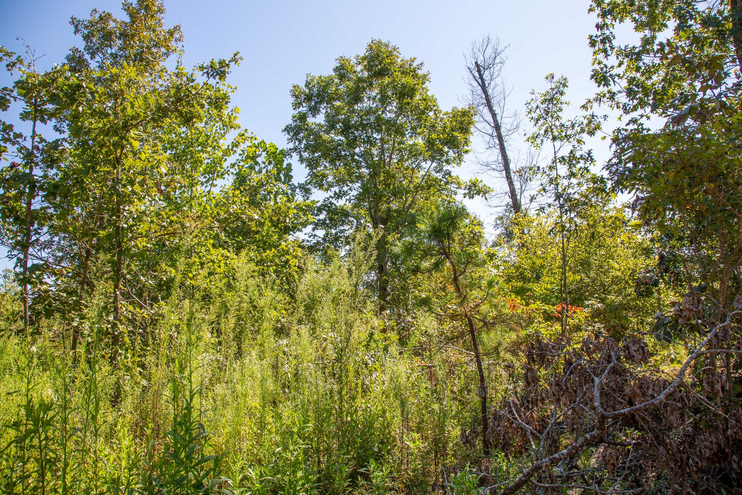 Borgmann’s Hollow Phase II Tract 57 photo 11