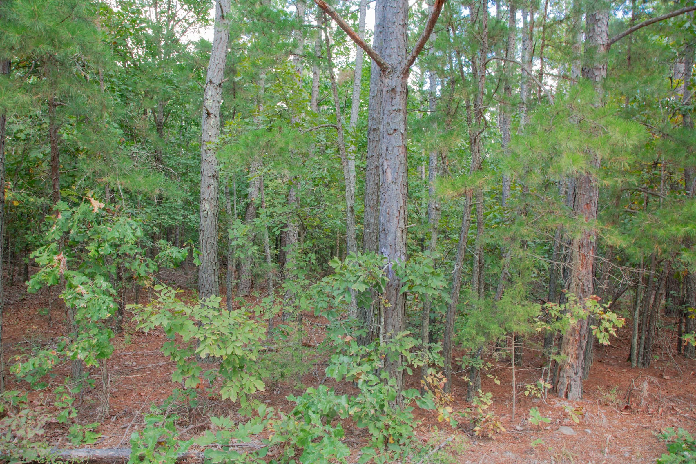 Wagon Wheel Ranch Tract 4 photo 4