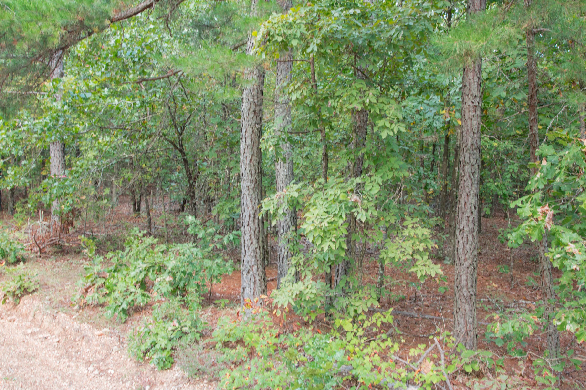 Wagon Wheel Ranch Tract 4 photo 6