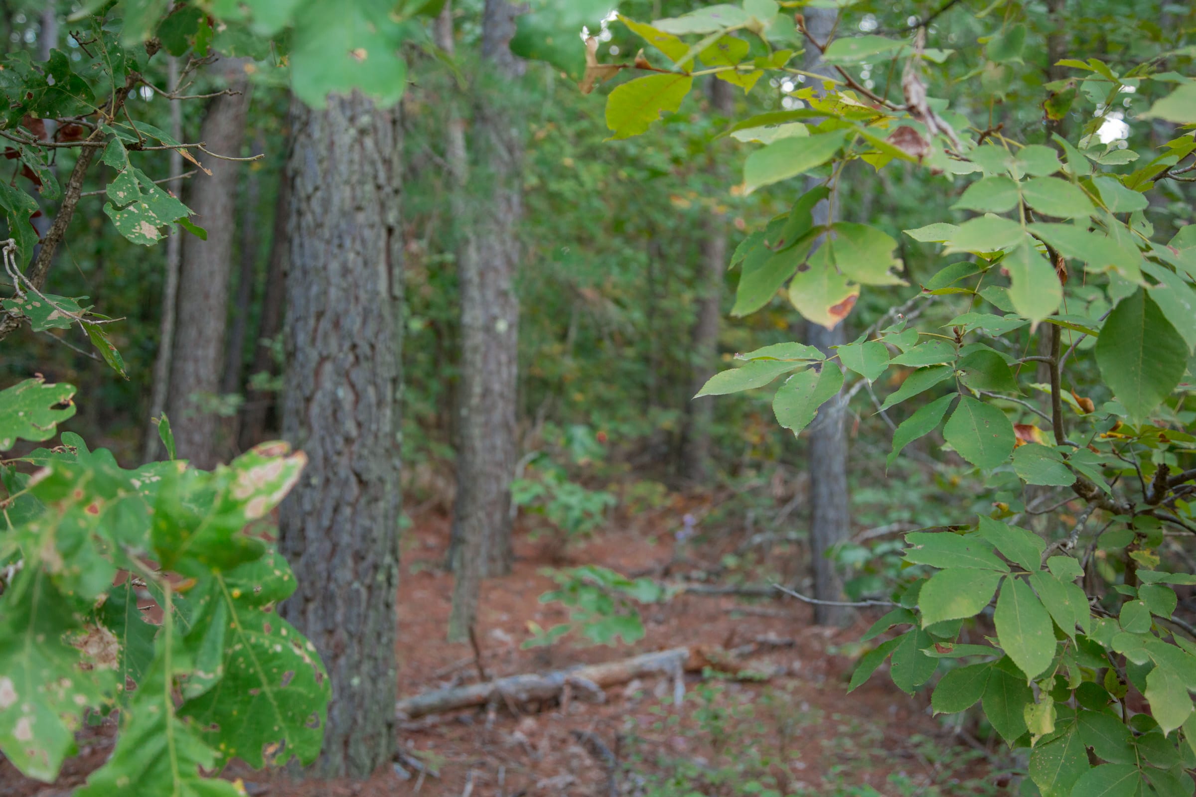 Wagon Wheel Ranch Tract 4 photo 7