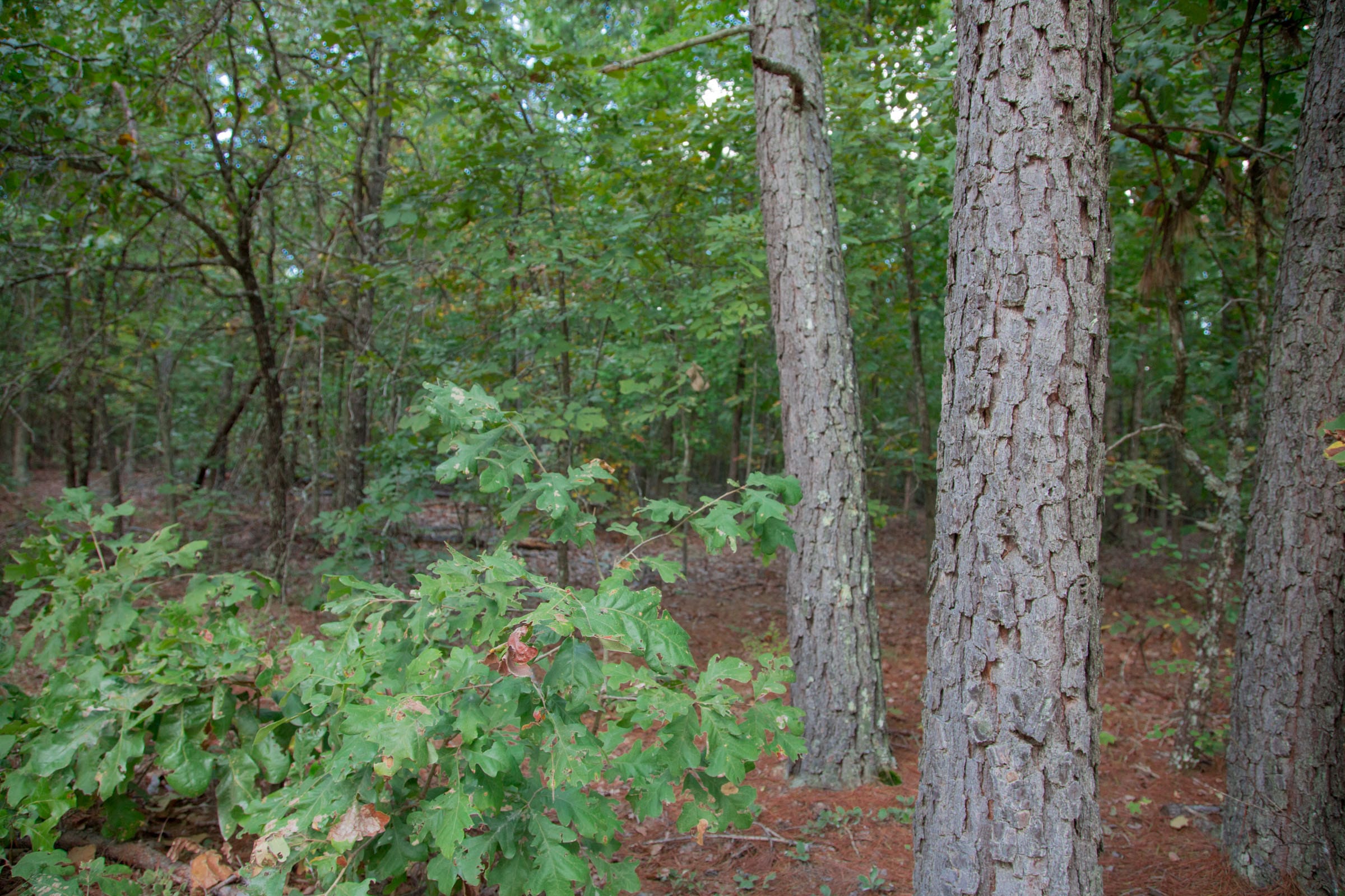 Wagon Wheel Ranch Tract 4 photo 8