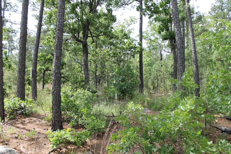 Indian Ridge – Phase II Tract 73 photo 2