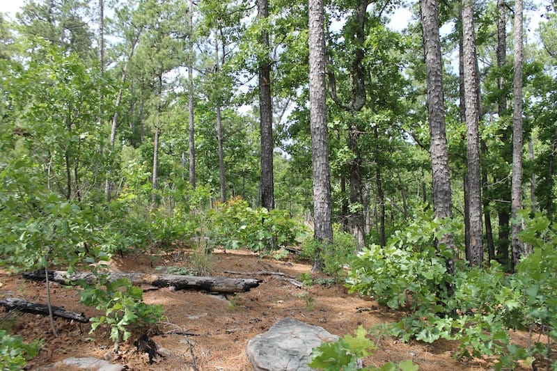 Indian Ridge – Phase II Tract 73 photo 3