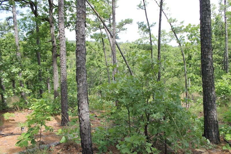 Indian Ridge – Phase II Tract 73 photo 4