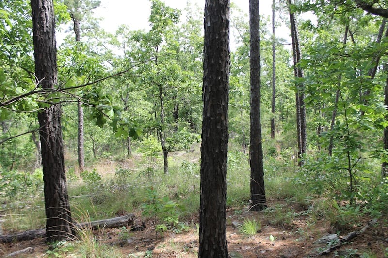 Indian Ridge – Phase II Tract 73 photo 5