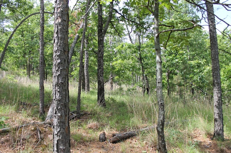Indian Ridge – Phase II Tract 73 photo 7