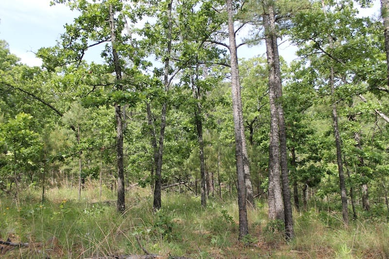 Indian Ridge – Phase II Tract 73 photo 8