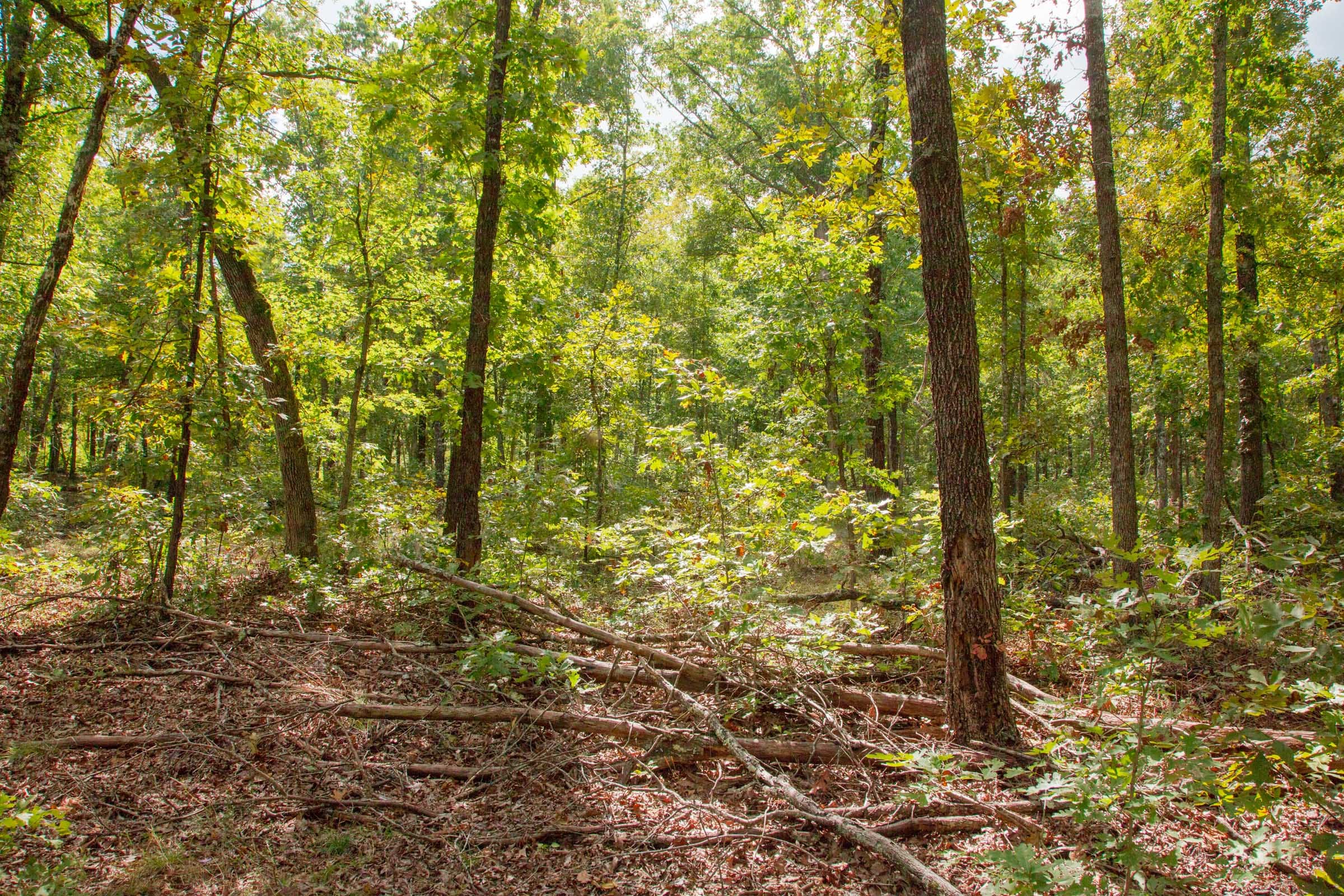Wagon Wheel Ranch Tract 29 photo 3