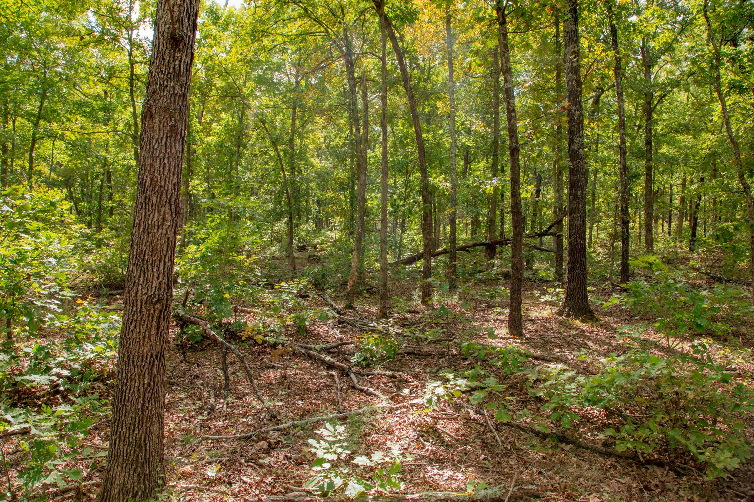 Wagon Wheel Ranch Tract 29 photo 6