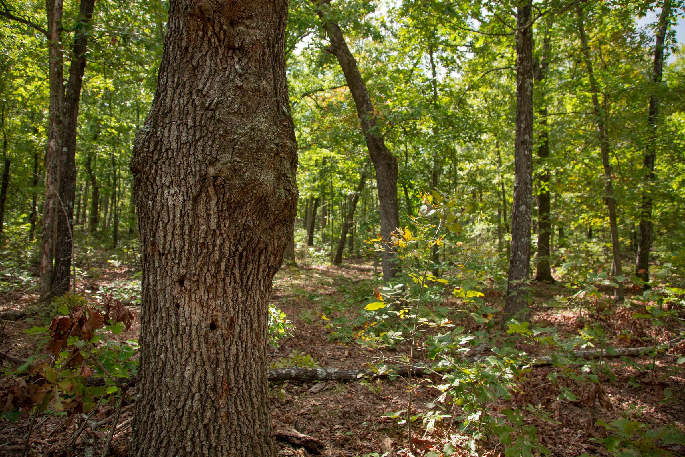 Wagon Wheel Ranch Tract 29 photo 7
