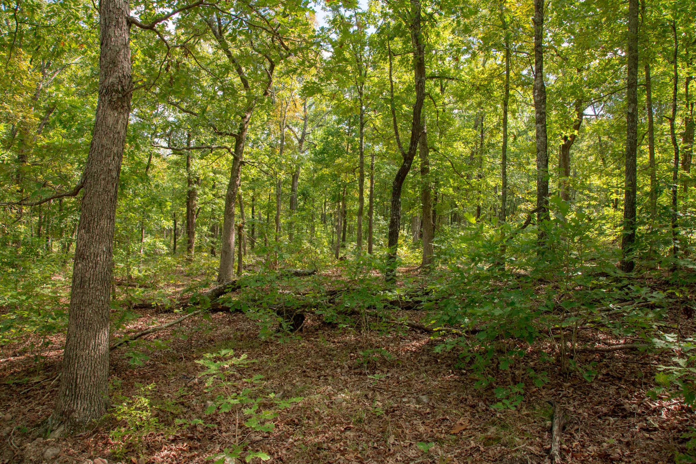 Wagon Wheel Ranch Tract 29 photo 10