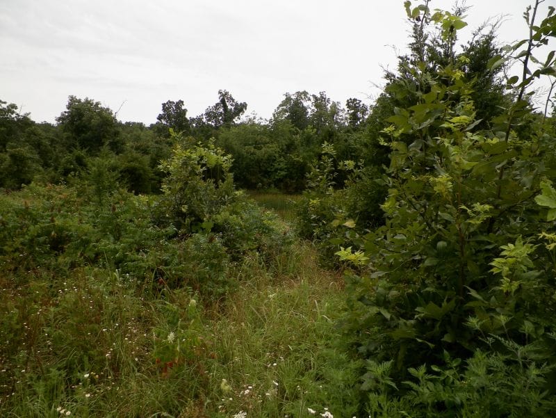 Ranches Of Montauk Park Tract 6 photo 7