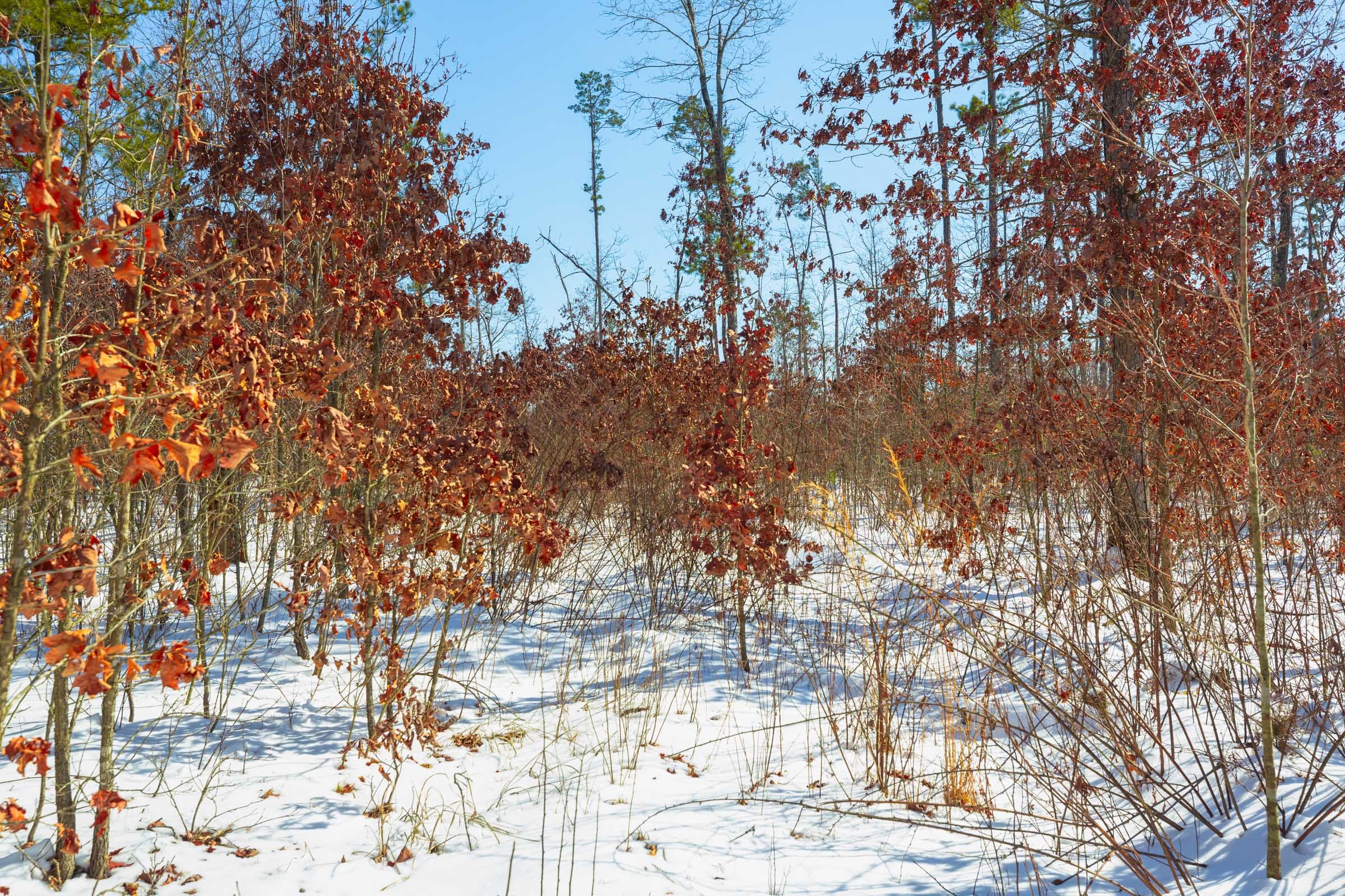 Sleepy Hollow Phase I Tract 14 photo 7