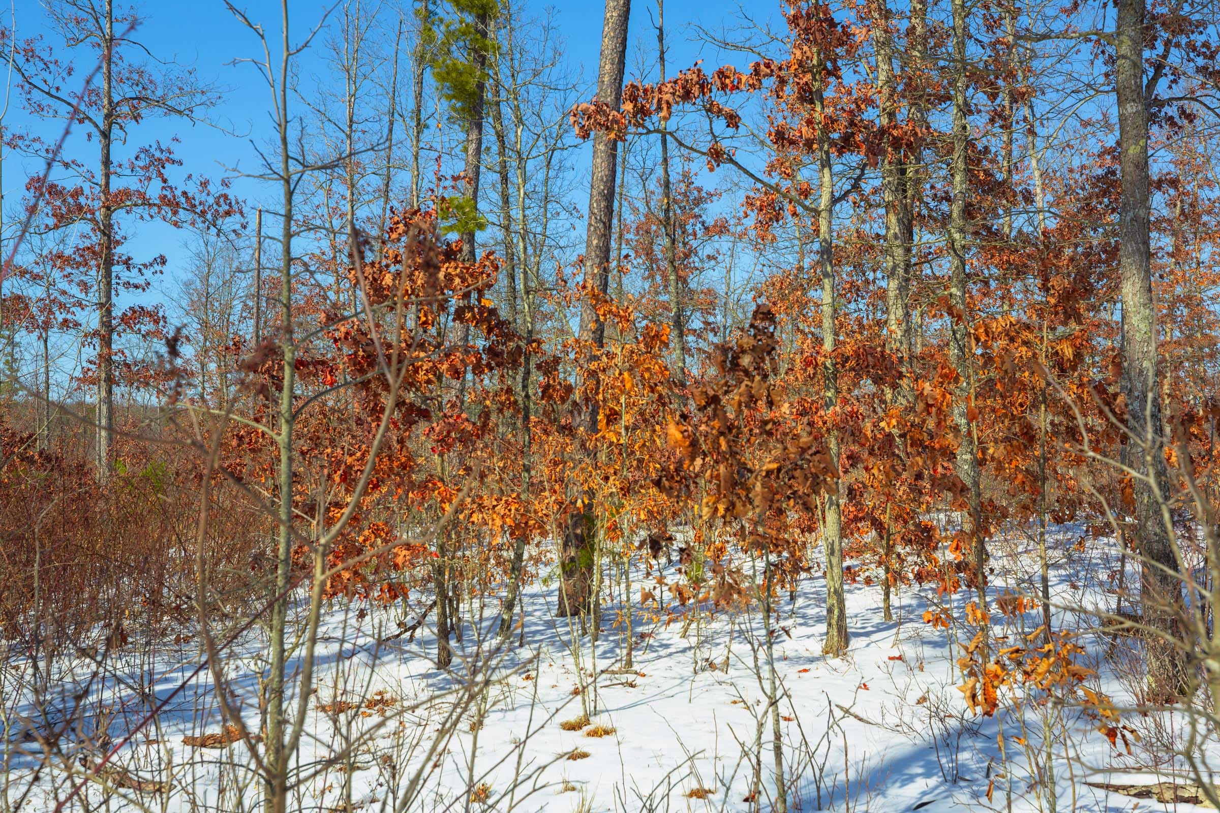 Sleepy Hollow Phase I Tract 14 photo 3