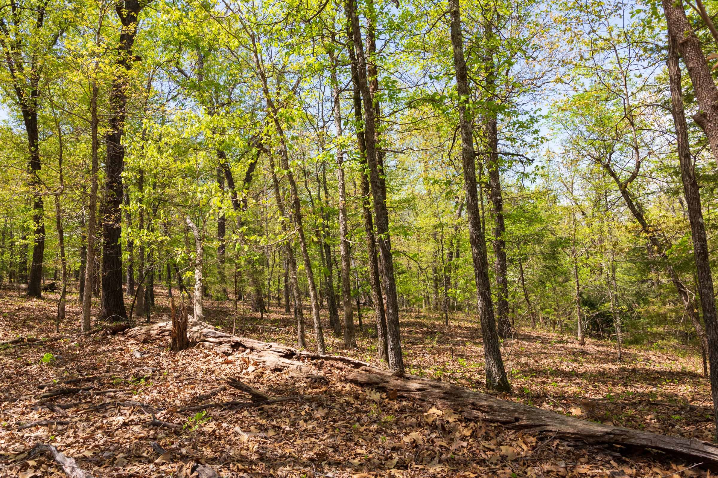Autumnwood Tract 21 photo 3
