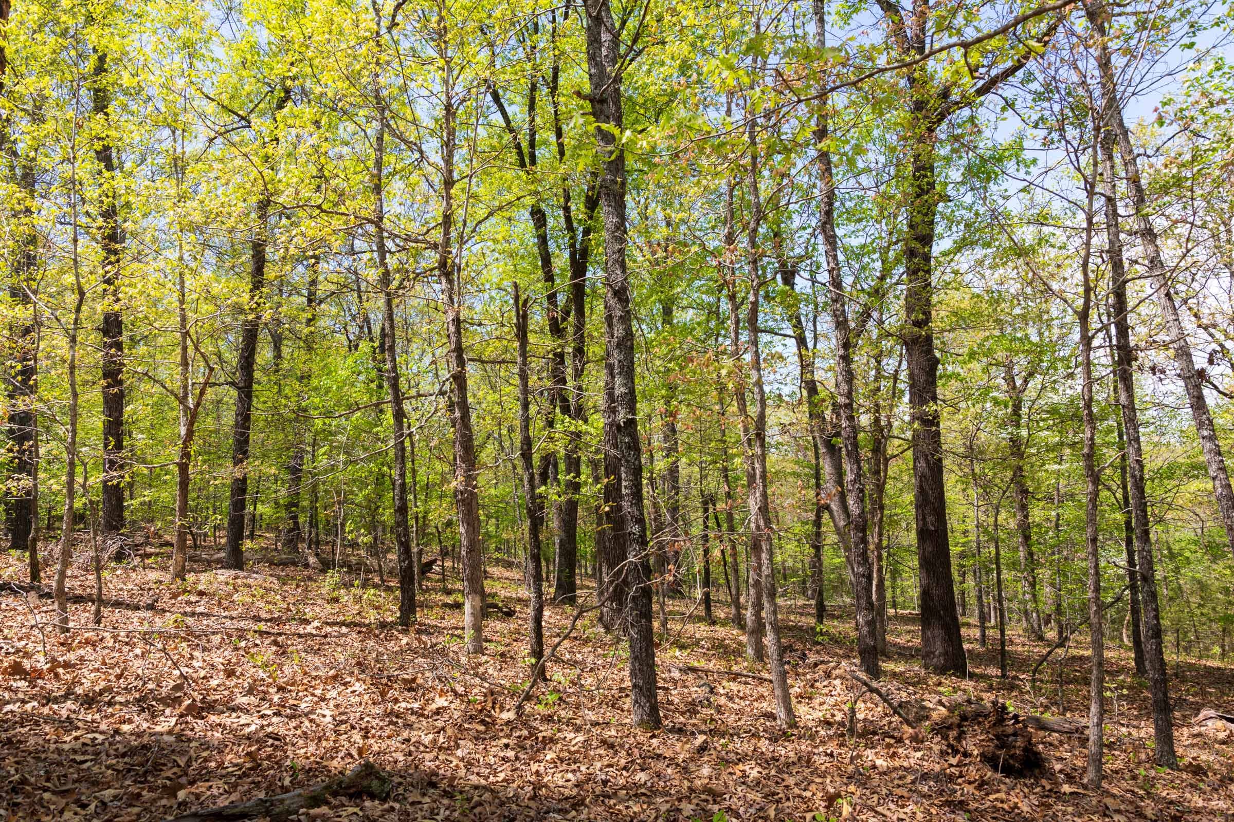 Autumnwood Tract 21 photo 5