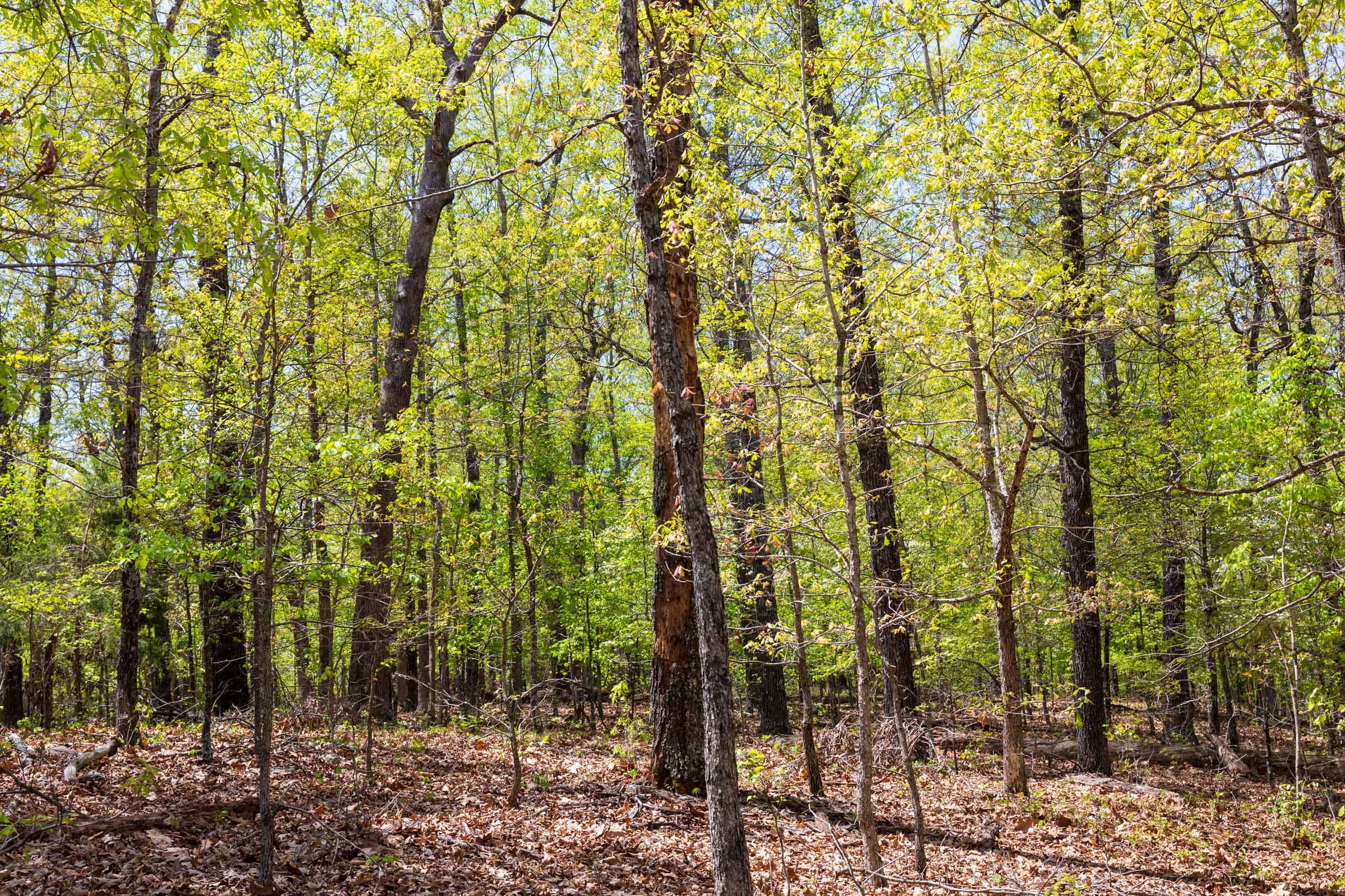 Autumnwood Tract 21 photo 6