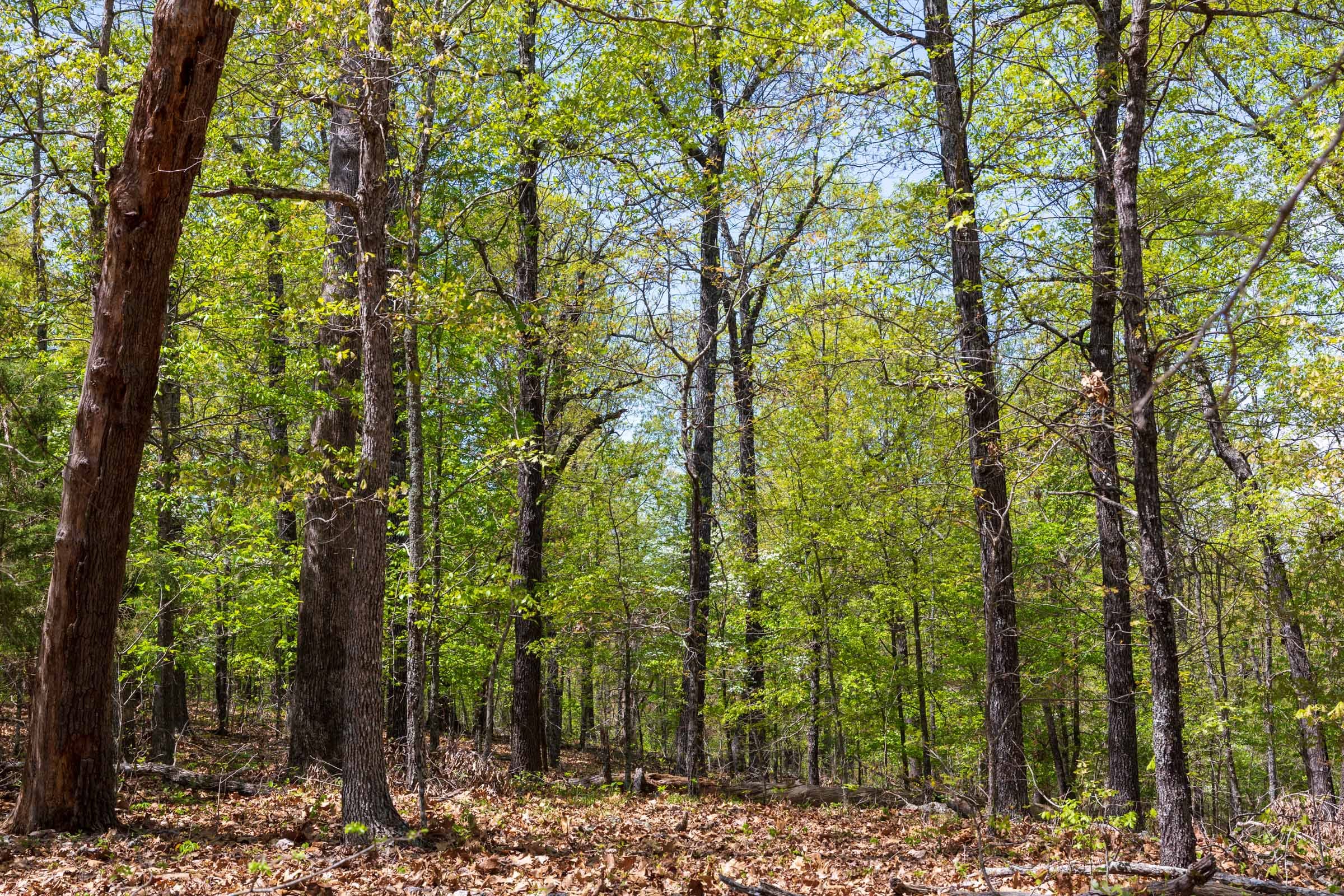 Autumnwood Tract 21 photo 9