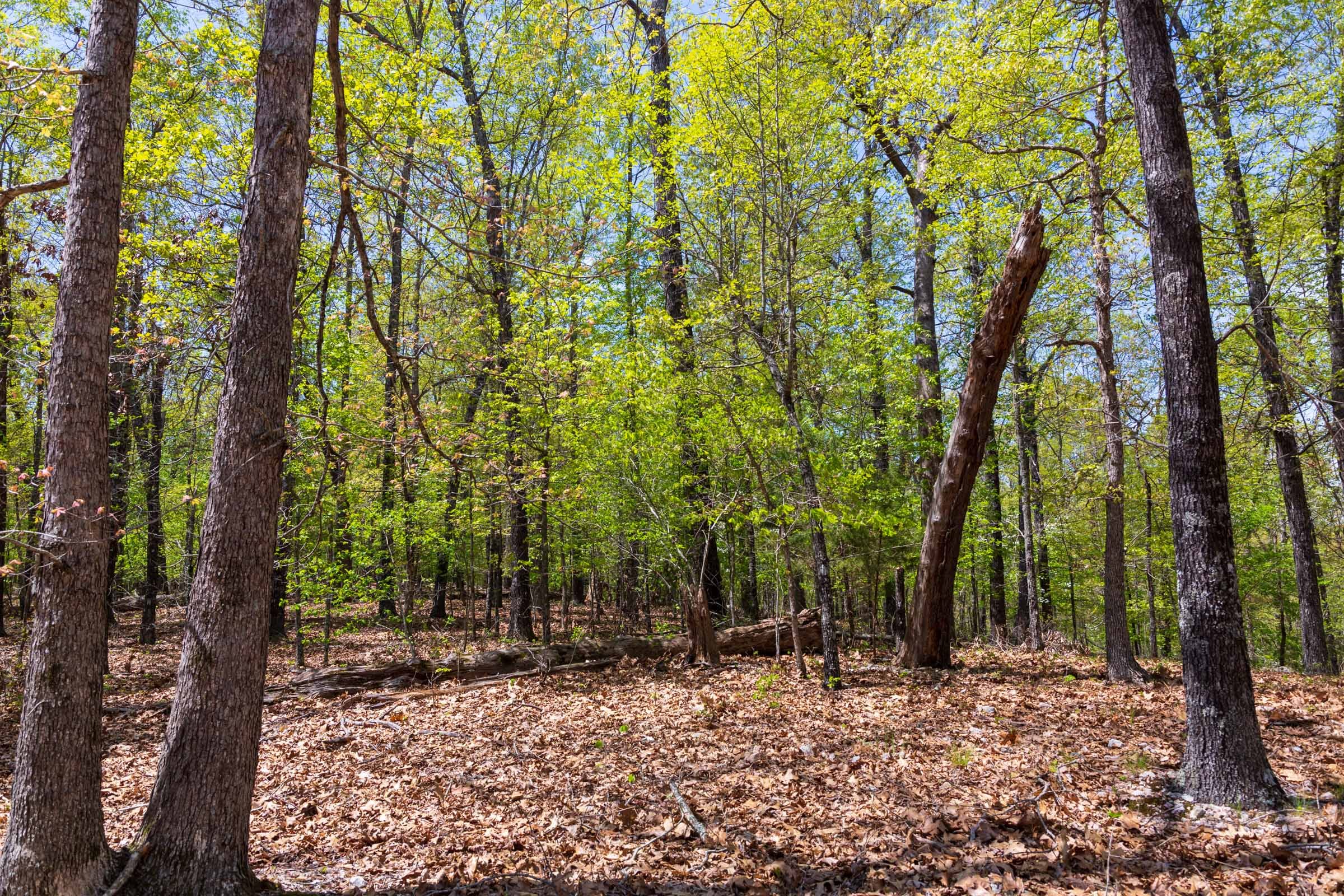 Autumnwood Tract 21 photo 10