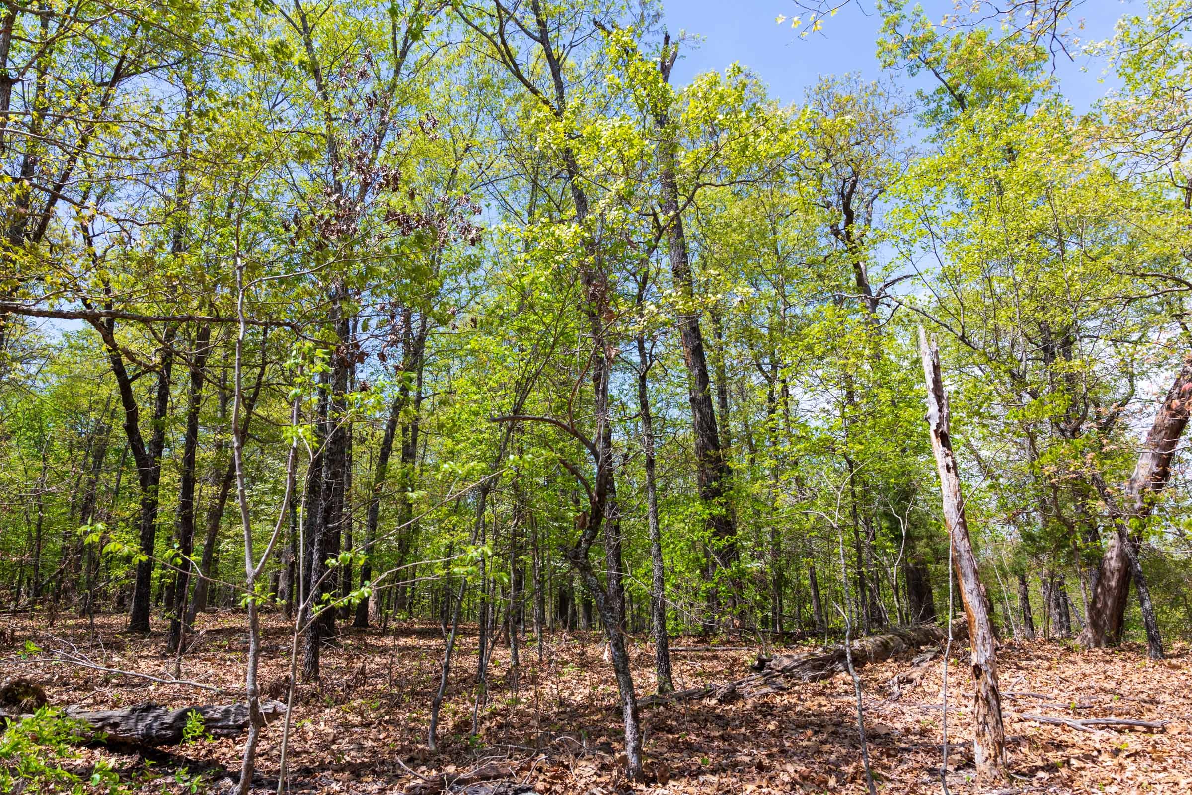 Autumnwood Tract 21 photo 11