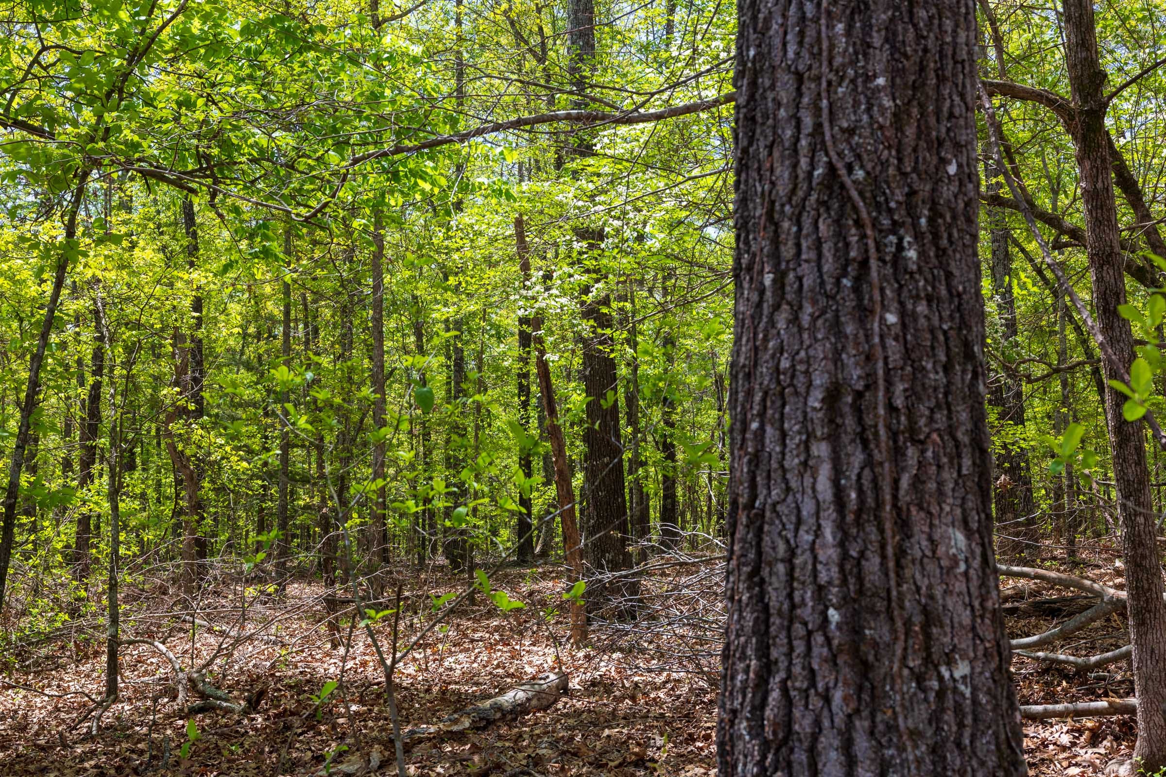 Autumnwood Tract 21 photo 13