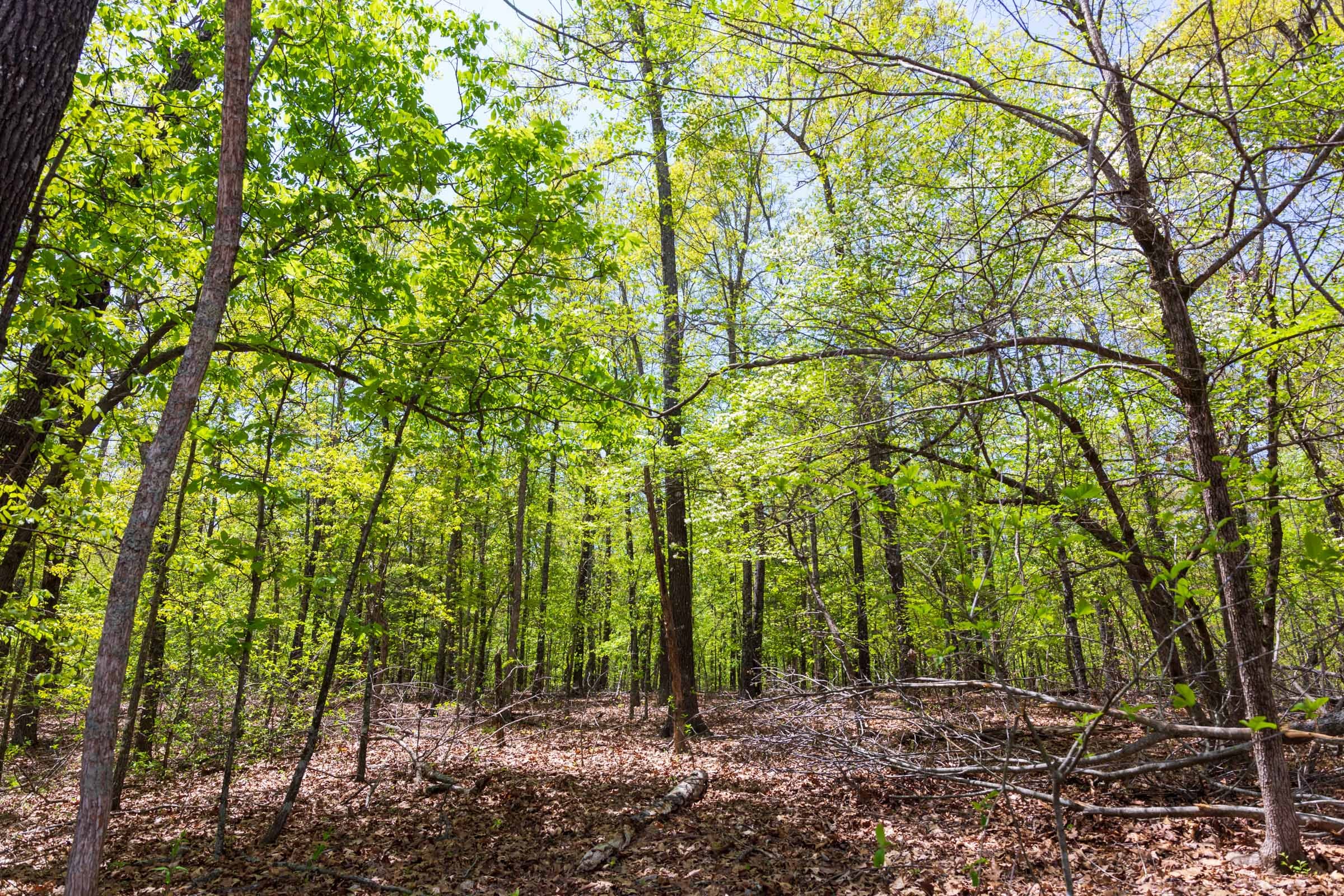 Autumnwood Tract 21 photo 14
